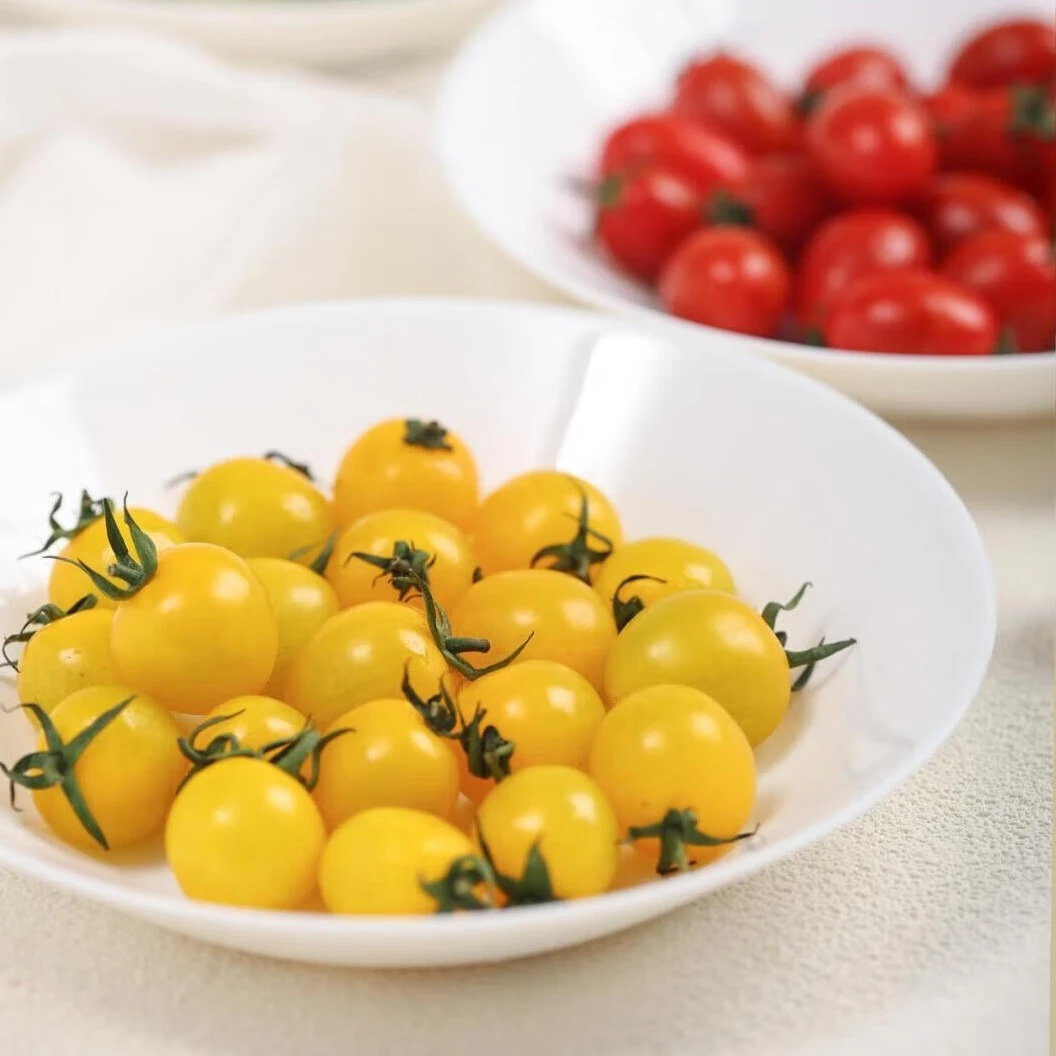 绿色食品红色千禧圣女果/黄色梦想初恋金豆小番茄组合自然成熟