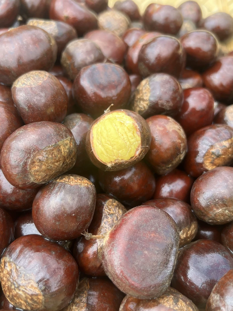网红款云南高山板栗栗子超小果板栗云南板栗