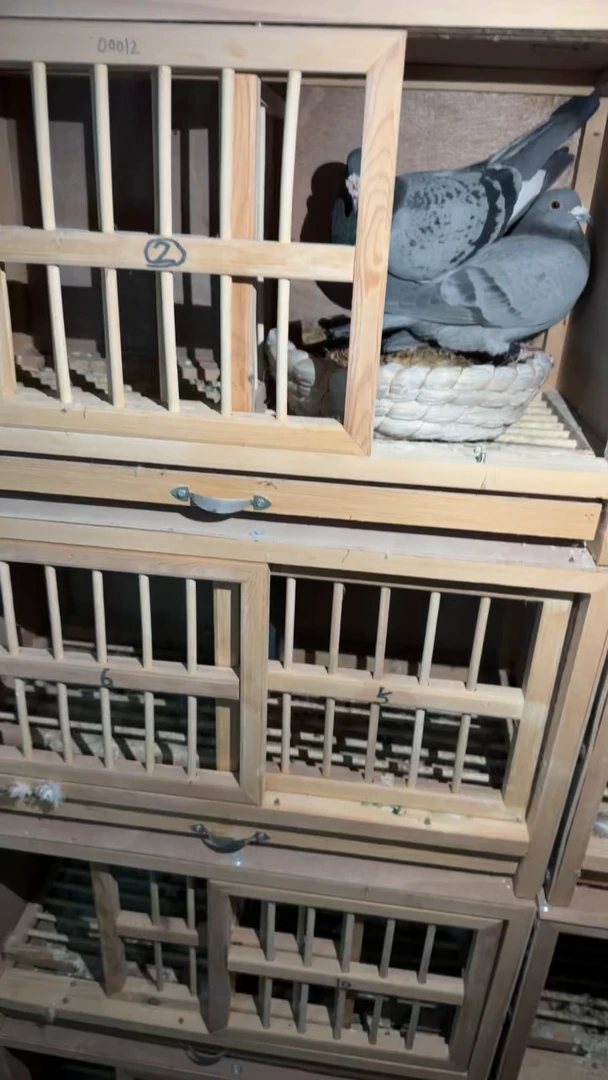 信鸽赛鸽种鸽幼鸽笼子足环直播单拍链接