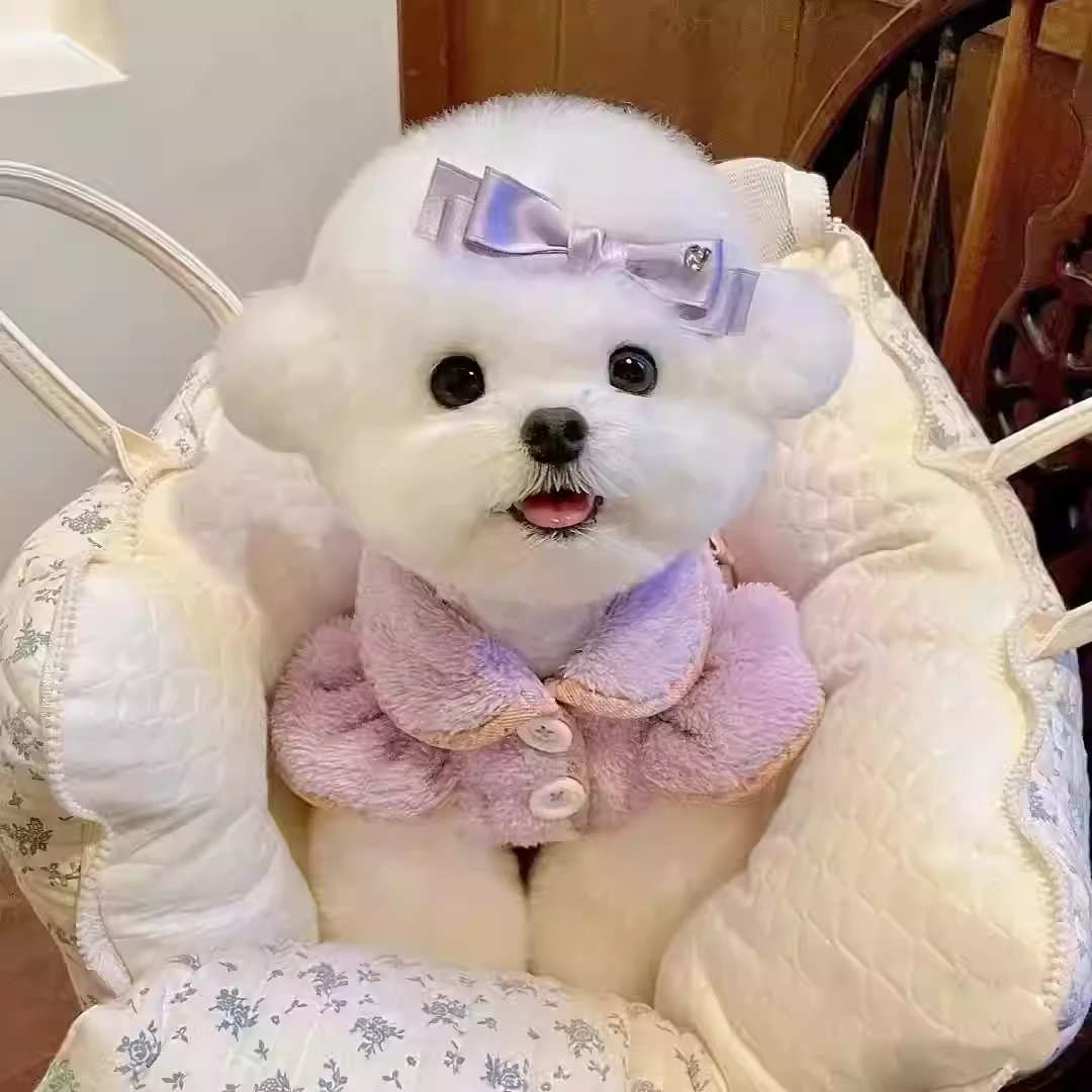 【线下精品】比熊犬活体幼犬宠物纯种狗狗幼崽