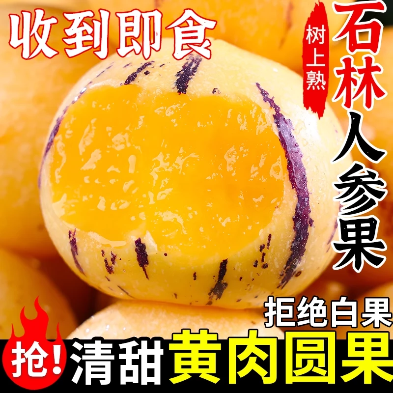【树上熟】石林人参果黄肉圆果果树上自然成熟清甜多汁当季水果