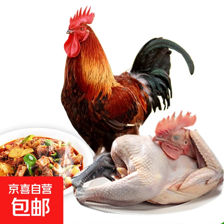 黑瑶公鸡180天嫩鸡 / 2年老鸡可选 青脚散养  包冰率10%-15%