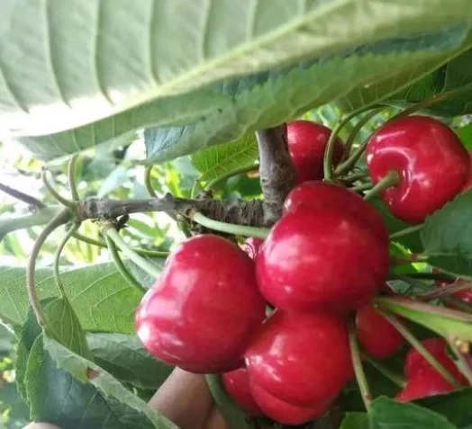 [ 沙弥托]大连七顶山樱桃陆地樱桃 酸甜可口 酸甜可口！