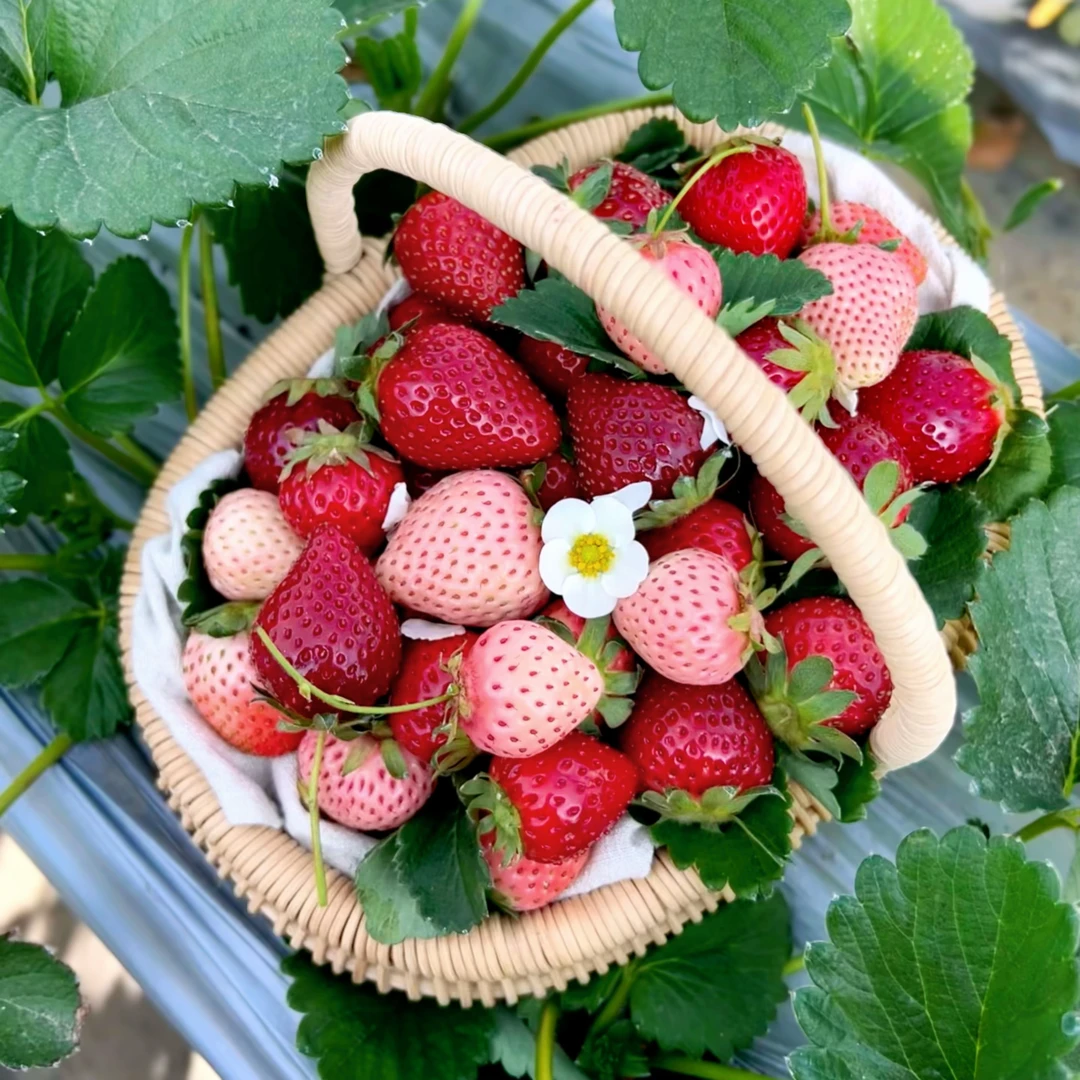 【双拼草莓】云南高原露天种植奶油草莓➕粉玉现摘现发空运送货上门
