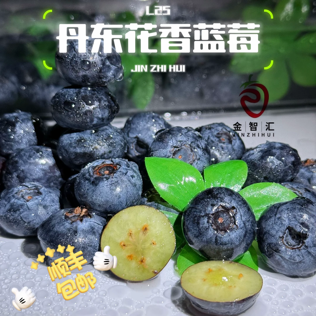 【顺丰包邮】丹东花香蓝莓L25头茬果 新鲜采摘 产地直发