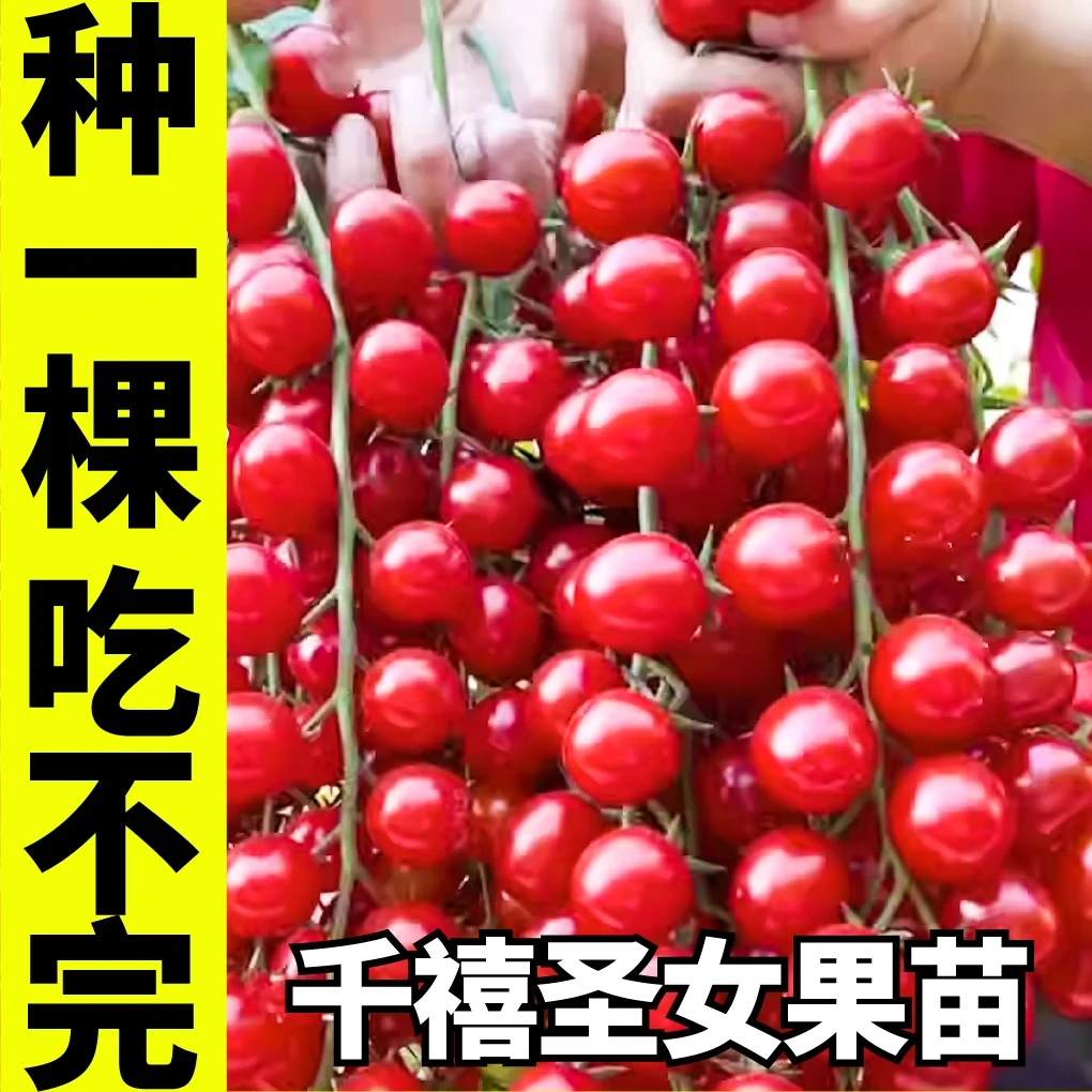 山东寿光真甜红千禧圣女果苗秧苗黄白黑西红柿种子高产串收四季苗