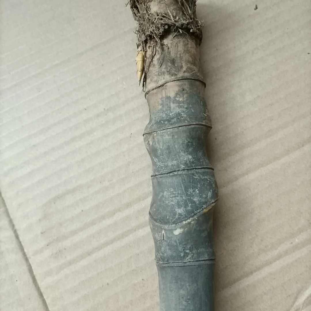 竹呀煮呀实心玉竹毛料
