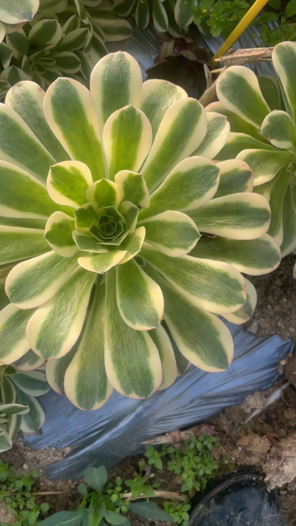 多肉植物绿豆沙法师锦