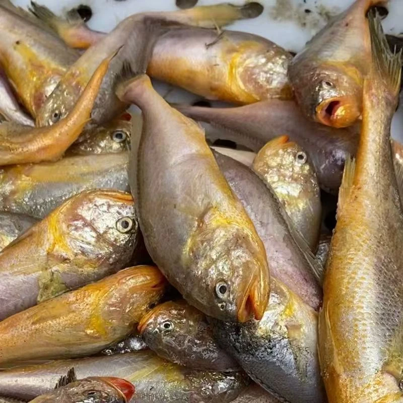 （大头宝）好吃 个头整齐 天津包邮