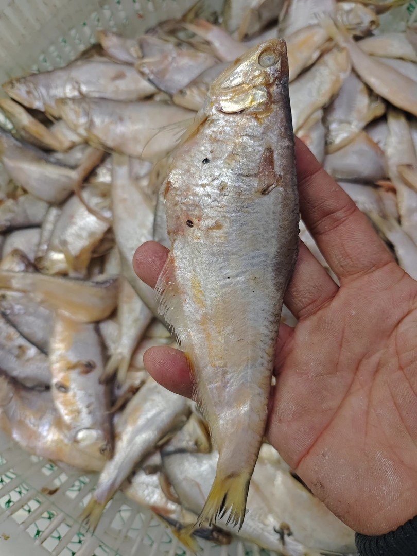 马口鱼 炸着吃 5斤装 天津包邮