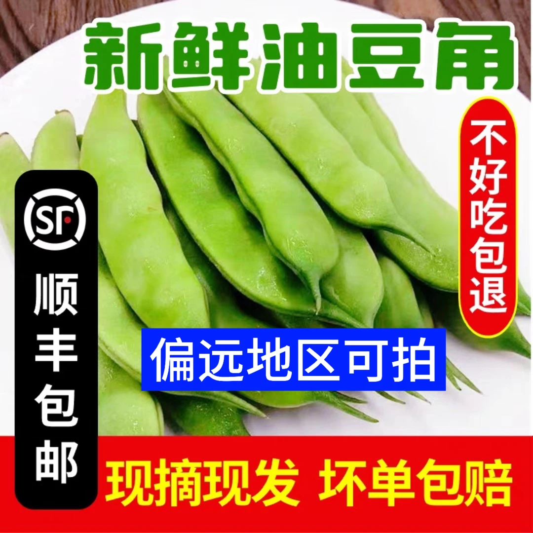 【海南、云南、新疆、青海可拍】东北九月青大油豆角新鲜