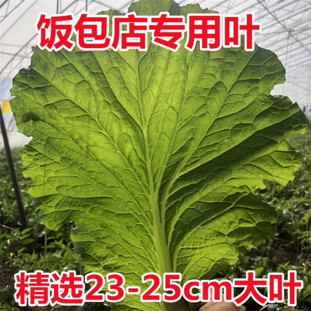 【商用白菜叶、饭店专拍】饭包店白菜叶新鲜大饭包专用菜叶脆爽可口