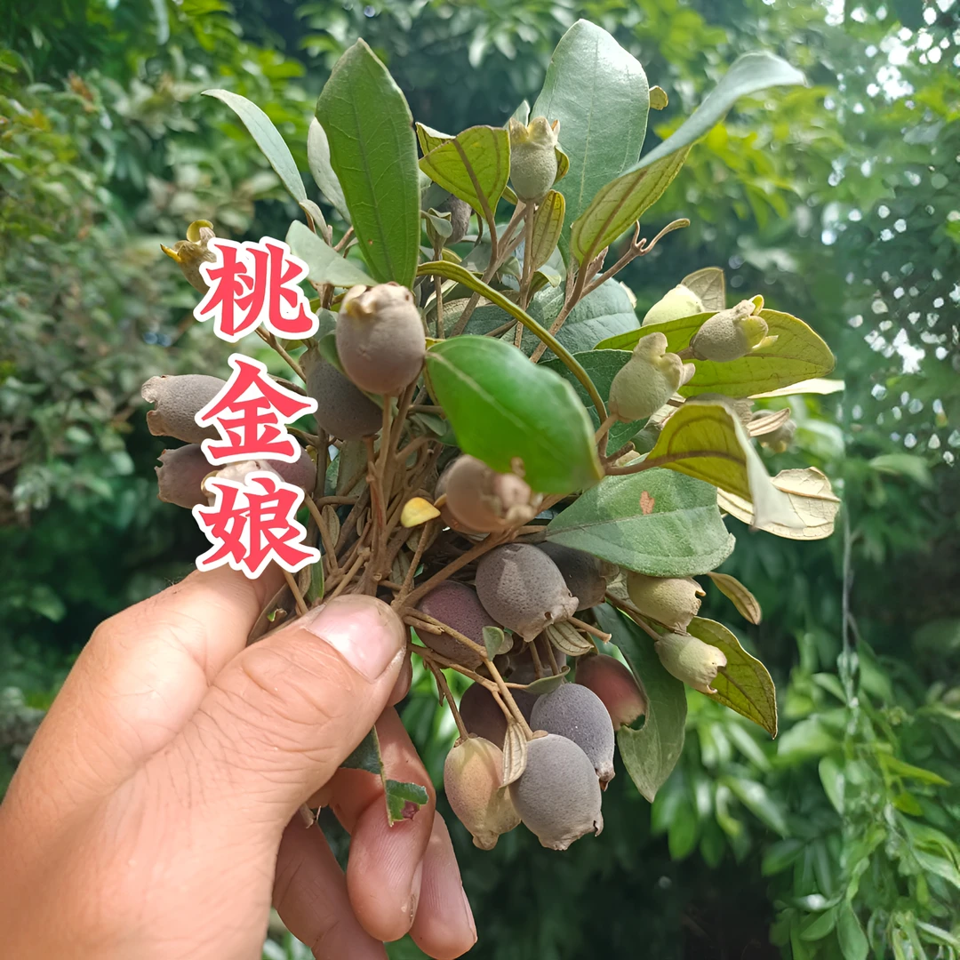 广西桃金娘棯子干