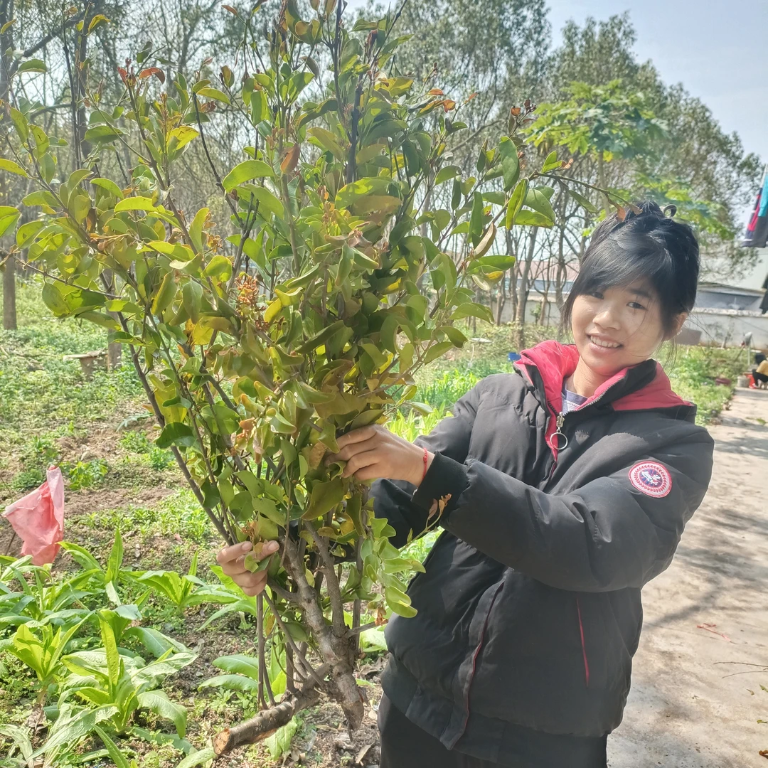 桃子果寄生干品梗叶500克