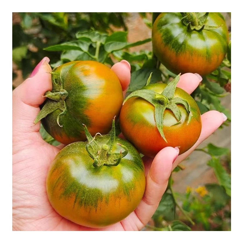 盘锦碱地柿子 精品果5斤净重顺丰包邮【1-2两一个】