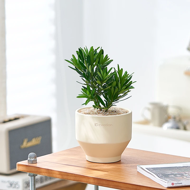 菊花芯罗汉松盆栽室内客厅办公桌工位绿植小盆景网红茶室茶几摆件