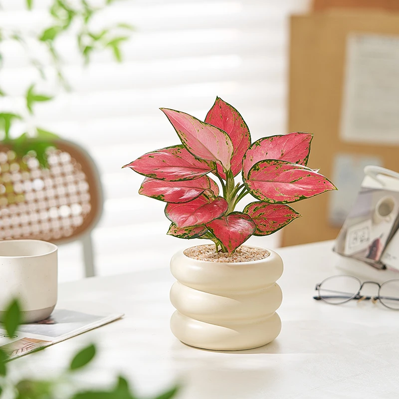 吉利红盆栽北欧ins奶油风花卉办公室桌面绿植好养活四季懒人植物