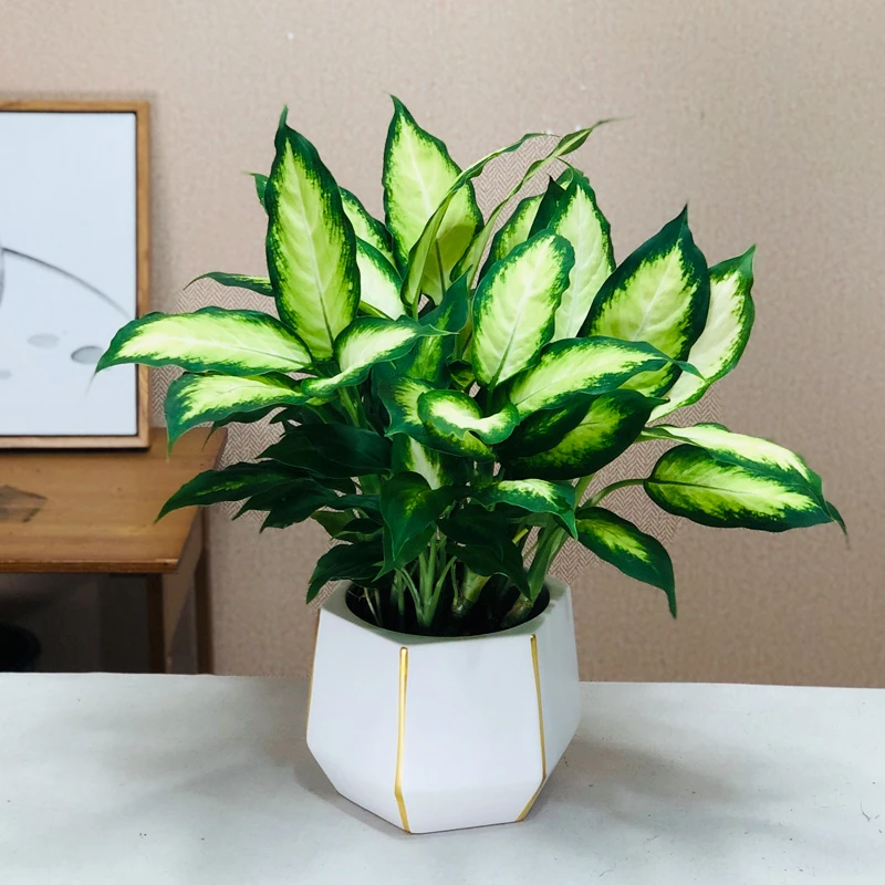 粉黛花叶万年青盆栽办公室桌面绿植物净化空气好养美观绿色观叶