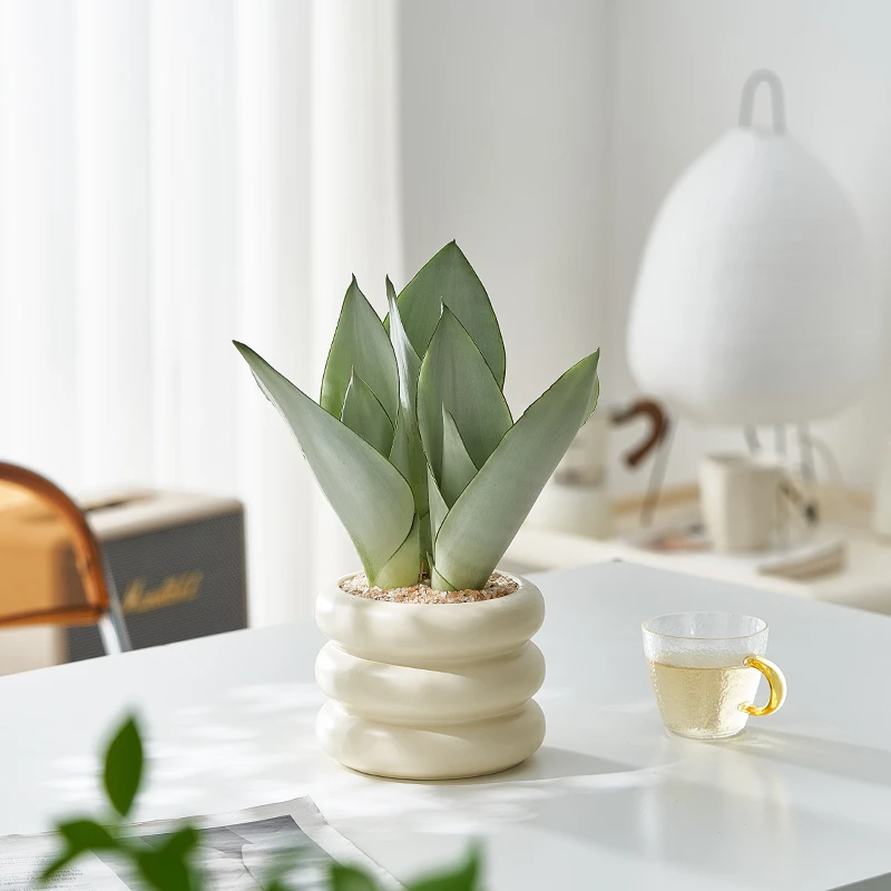 白玉虎皮兰盆栽办公室桌面好养耐旱植物虎尾兰客厅高档摆件花卉