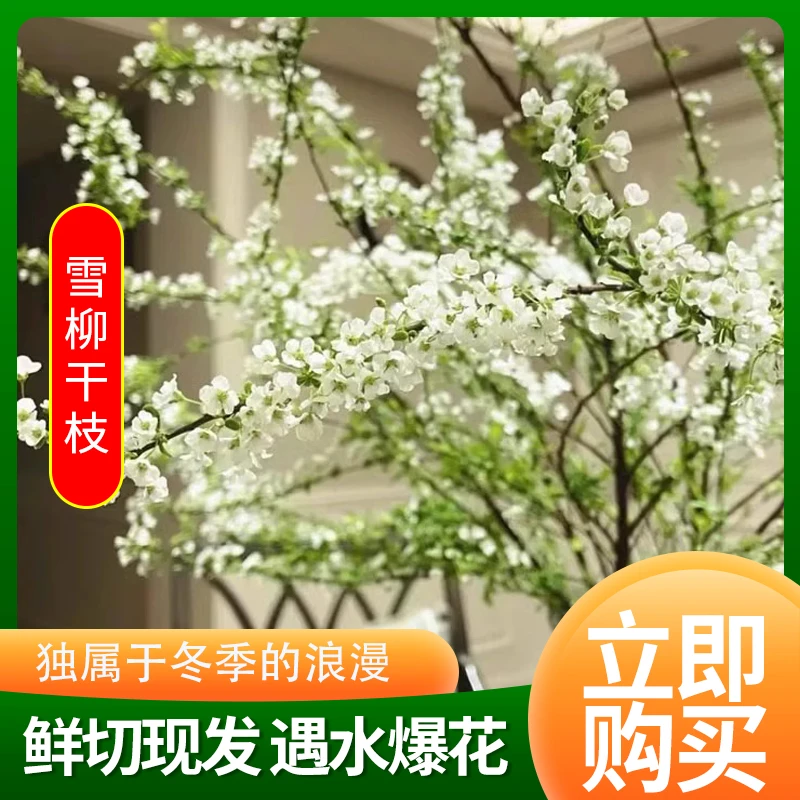 干枝雪柳丨旺盛生命力懒人植物简单养护殊胜美景【到手20枝】