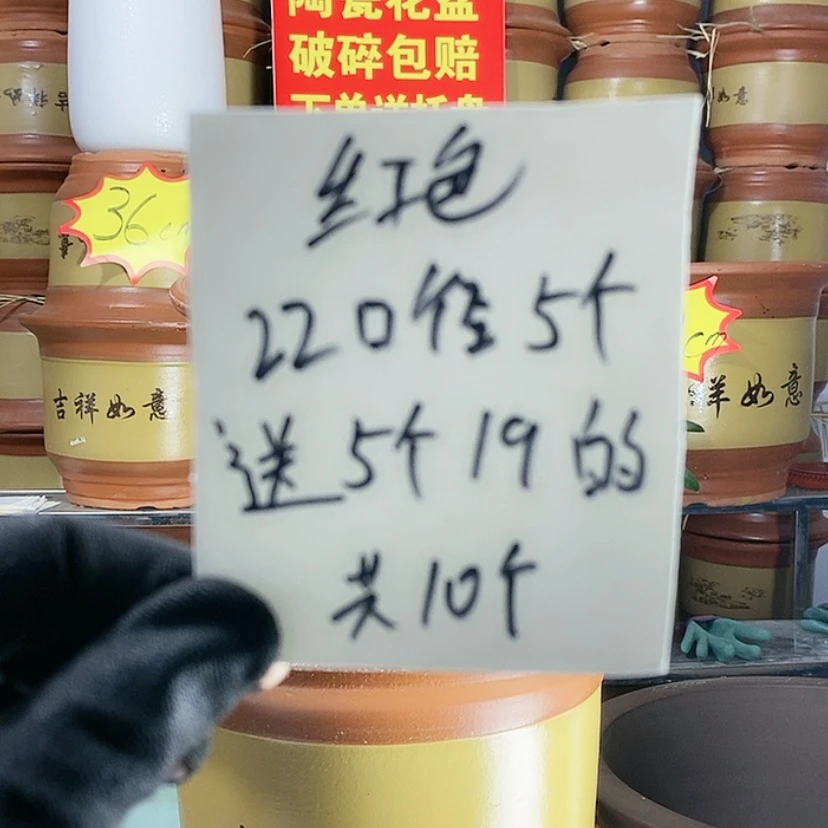 【闪购商品】红陶171cm(含)-200cm(含)