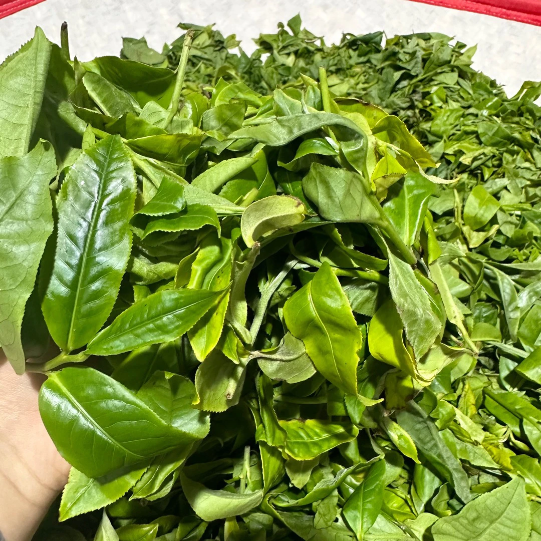 冰岛老寨31号2024年中大树春茶