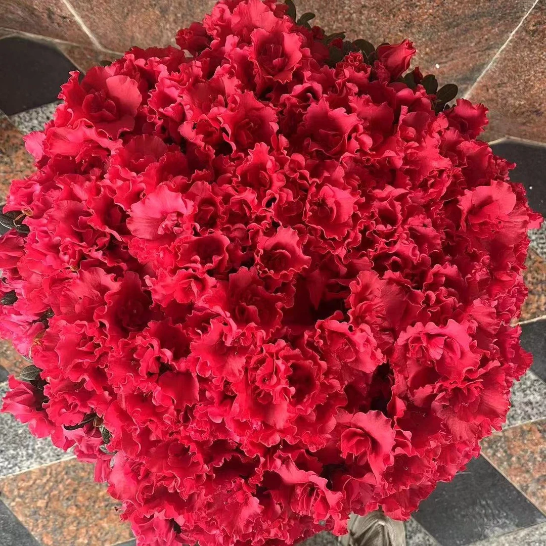 四季红杜鹃带花苞发货四季开花室内盆栽庭院地栽好养树苗木本植物