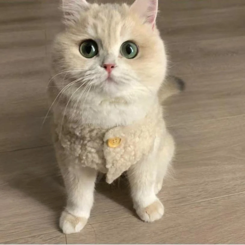 可爱ins猫咪衣服保暖羊羔毛马甲背心秋冬款宠物衣服