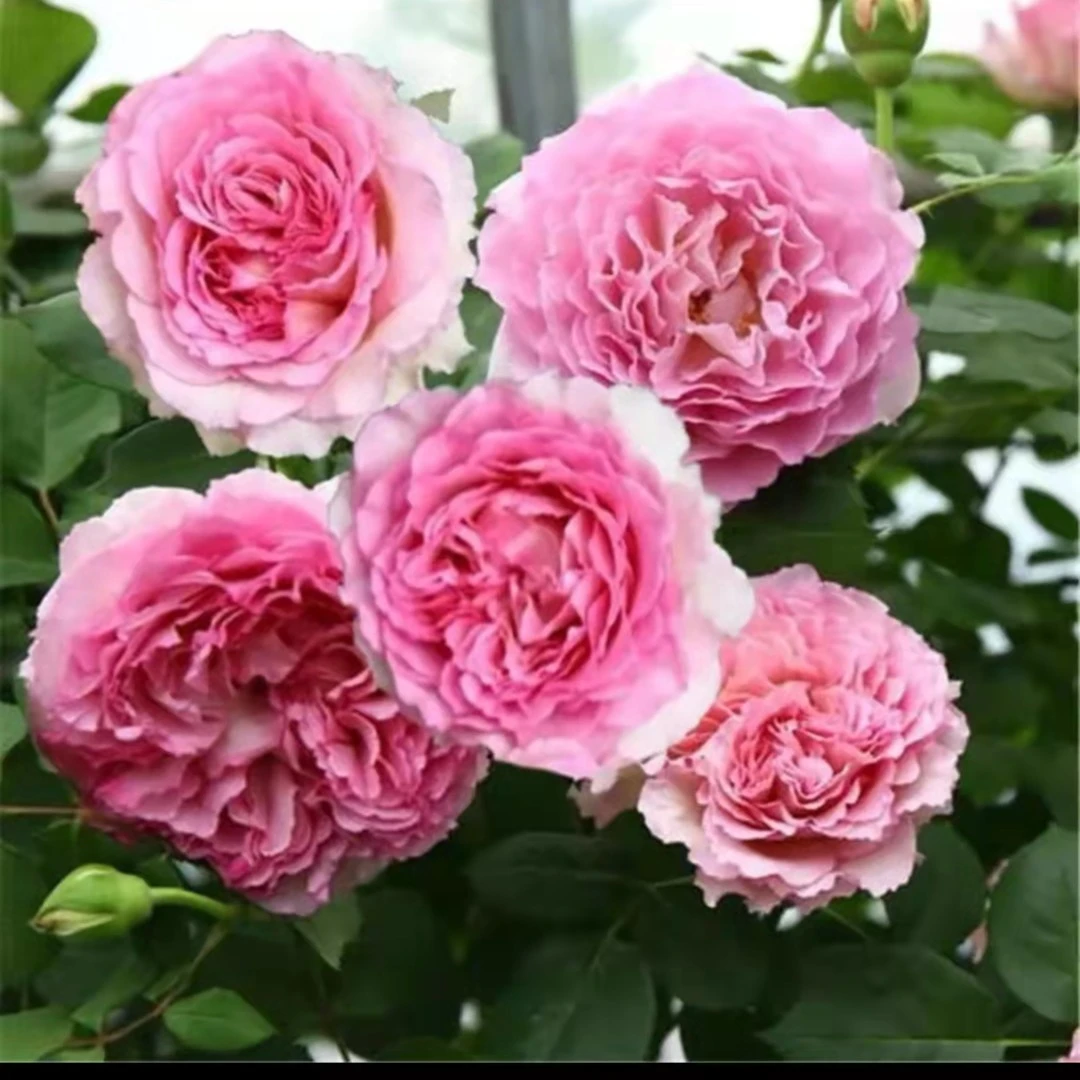 罗伊凤仙花藤本粉色浓香月季多季开花爬墙拱门均可养护病虫害少