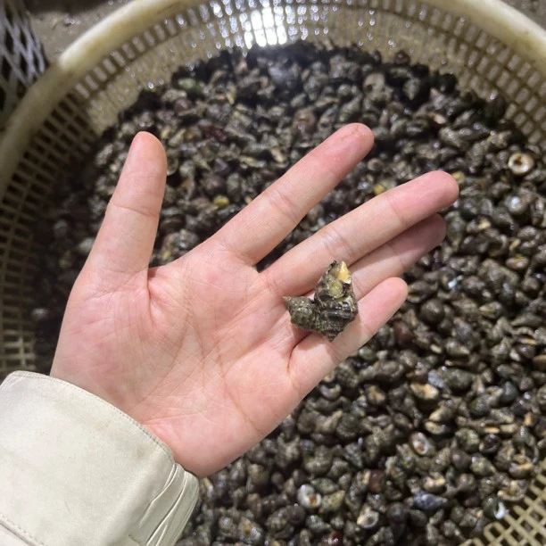 辣螺3斤当天赶海货天气冷此螺不抗冻冬季活力差百分10-15吐水掉秤