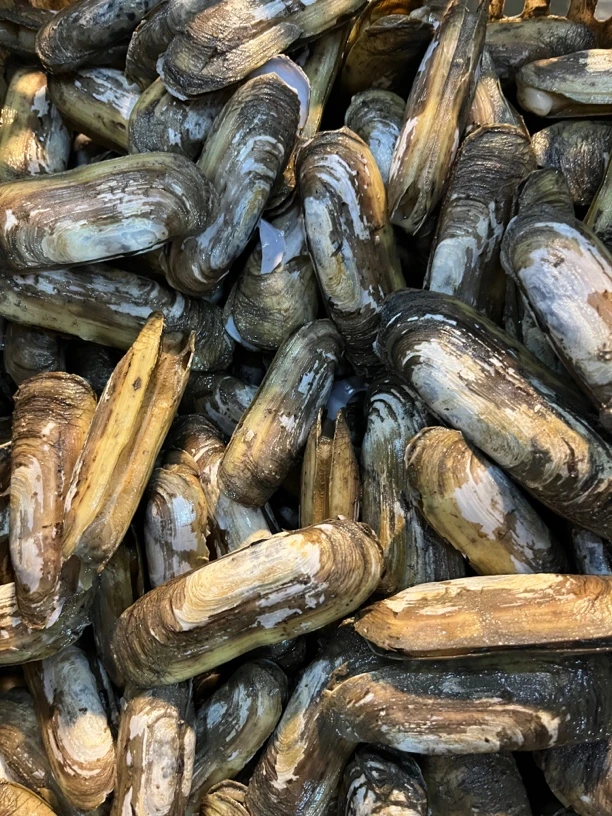 小人仙三斤五斤壳薄碎壳不影响食用新鲜直发顺丰到家