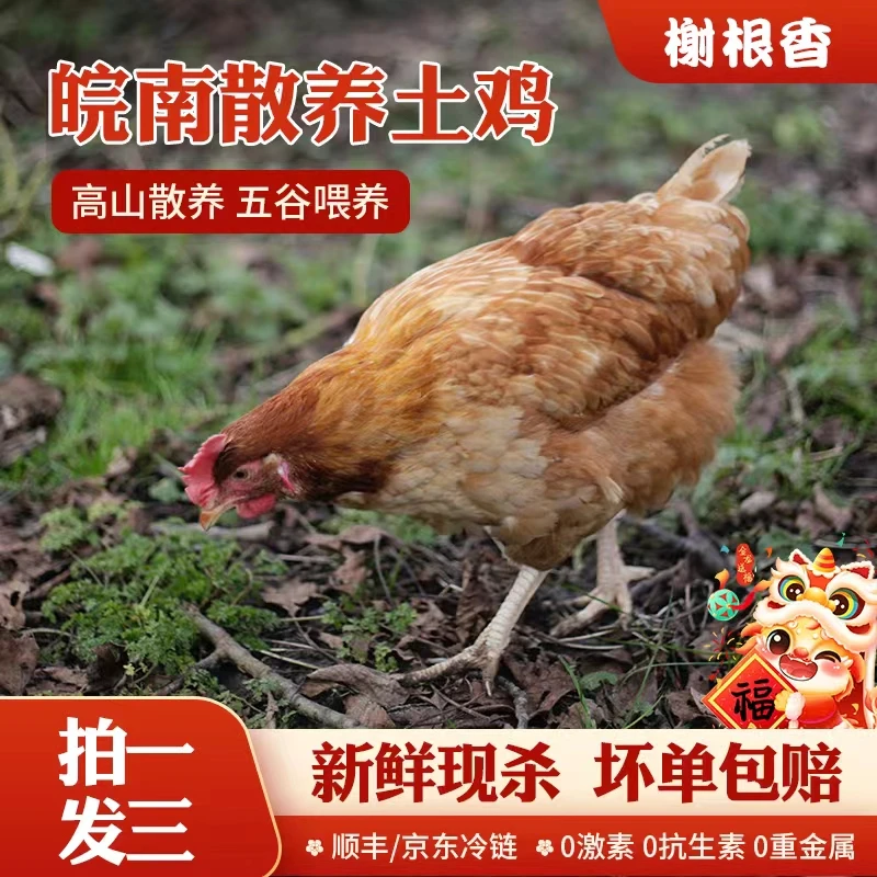 皖南土鸡农家散养黄油老母鸡现杀现发顺丰冷链包邮6斤左右