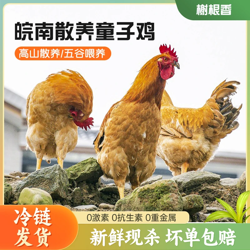 【拍一发三】农家散养黑脚童子鸡现杀现发单只净重1.7-2.0斤左右