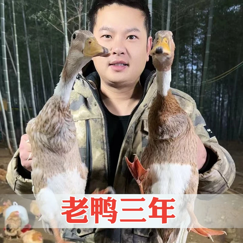 【三年老鸭】农家散养美味土鸭老鸭子新鲜现杀现发单只净重5-6斤