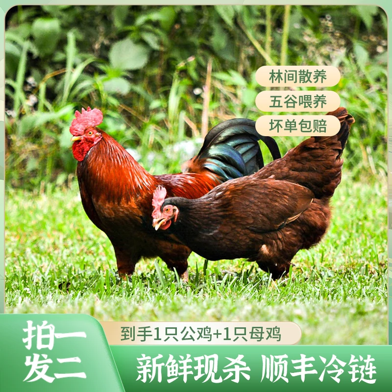【一公一母】二只农家散养土鸡跑山鸡现杀现发2只净重5.5斤左右M