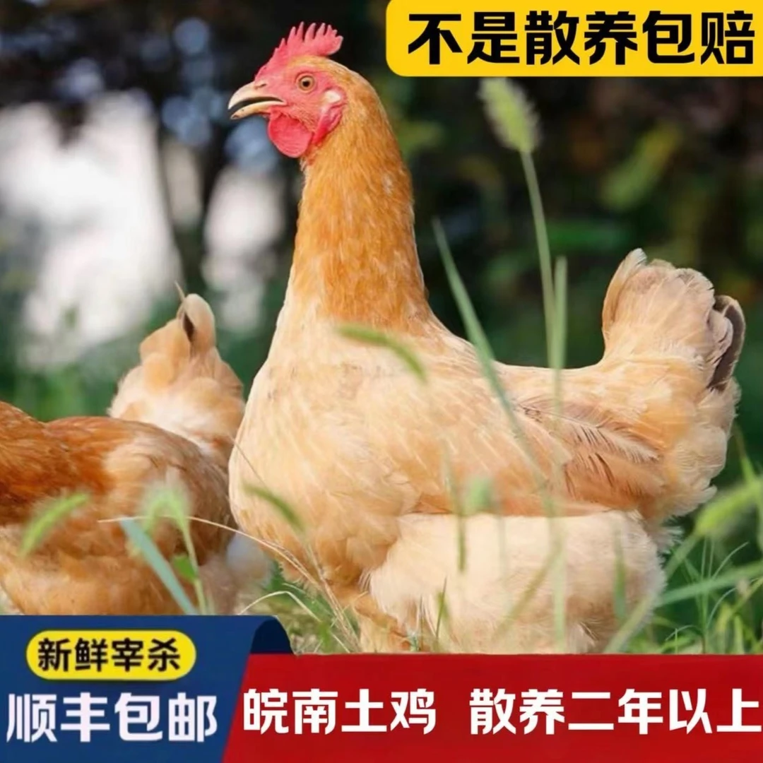 皖南土鸡农家散养黄油老母鸡毛重12斤 净重7.5斤