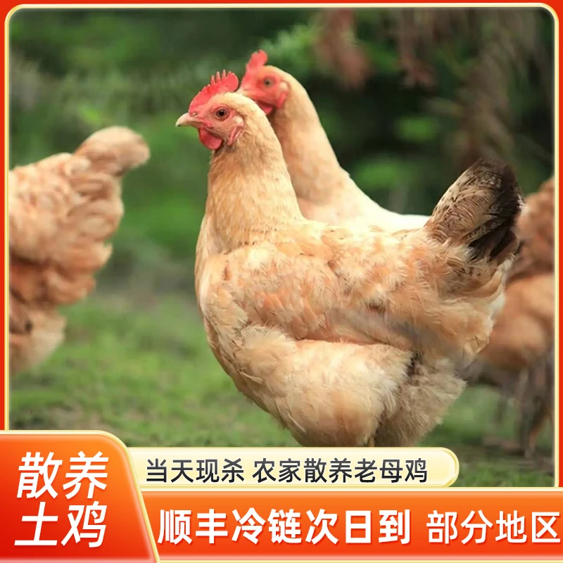 【拍一发三】黄油老母鸡果林散养土鸡现杀现发3只净重7-7.5斤左右