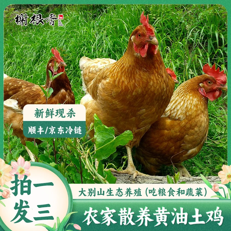 皖南土鸡农家散养黄油老母鸡现杀现发顺丰冷链包邮7-7.5斤左右