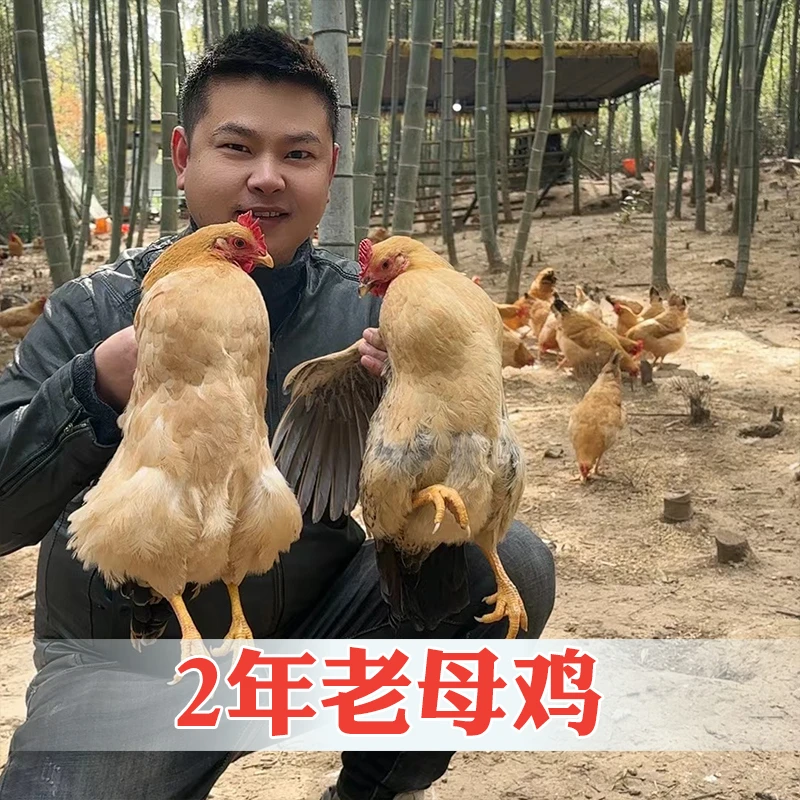 【拍一发三】黄油老母鸡果林散养土鸡现杀现发3只净重6左右