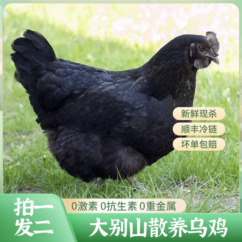 【买一赠一】乌鸡林间散养果木喂养土鸡现杀现发一只净重2.5斤左右T