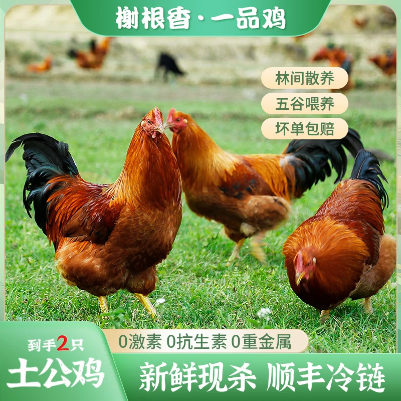 【二只大公鸡】农家土公鸡散养土鸡现杀现发2只净重5.5-6斤左右M6