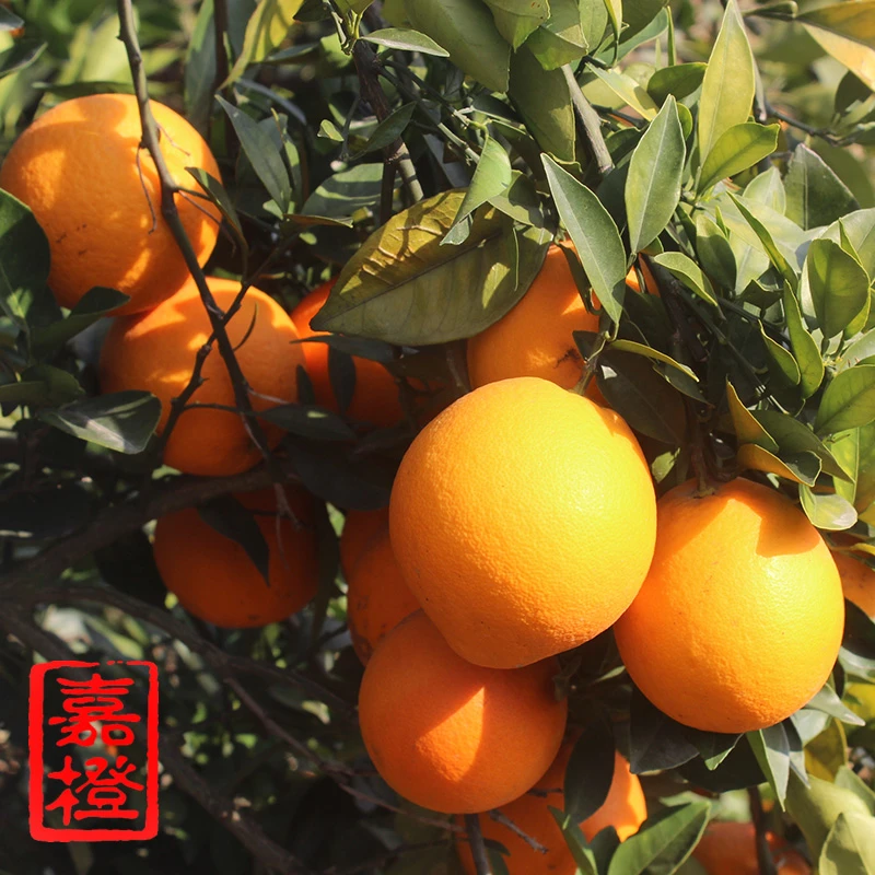 嘉橙【顺丰快递】现摘赣南脐橙4.5斤9斤江西特产信丰脐橙果园直供