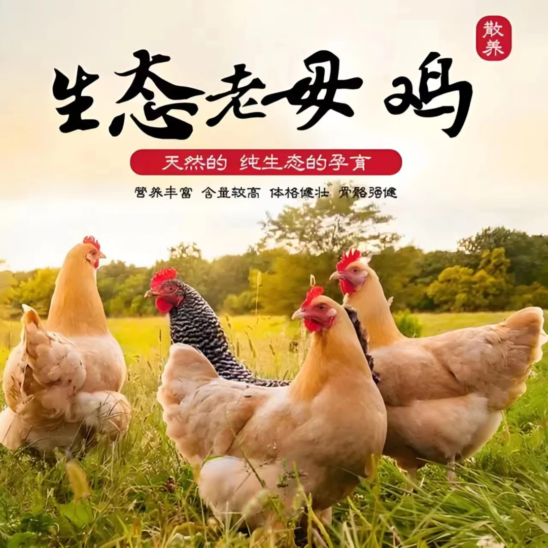 【云农优选】高山散养跑山土鸡肉（顺丰包邮）