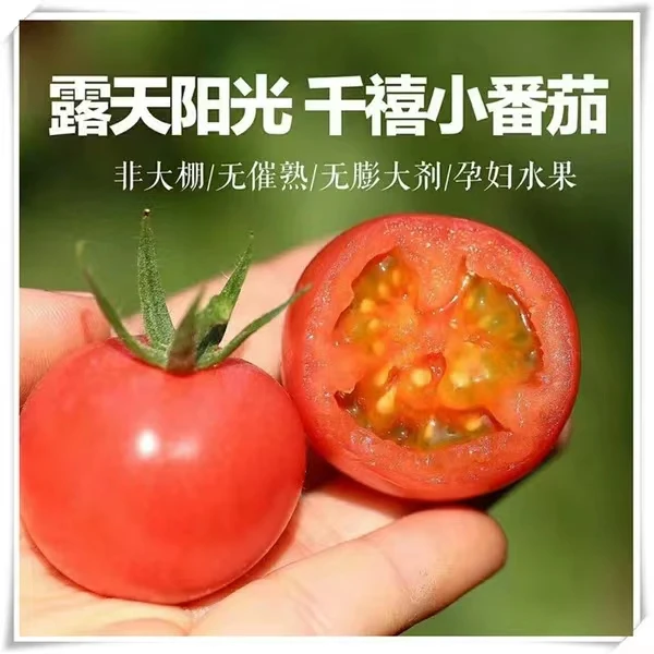 【坏果包赔】四川攀枝花露天千禧小番茄圣女果新鲜采摘酸甜爆汁
