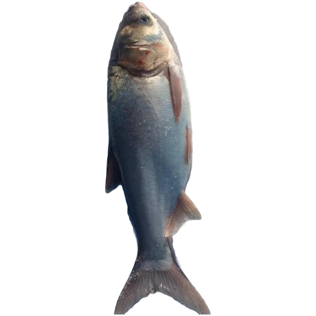 东北野生白鲢鱼9---10斤速冻包邮