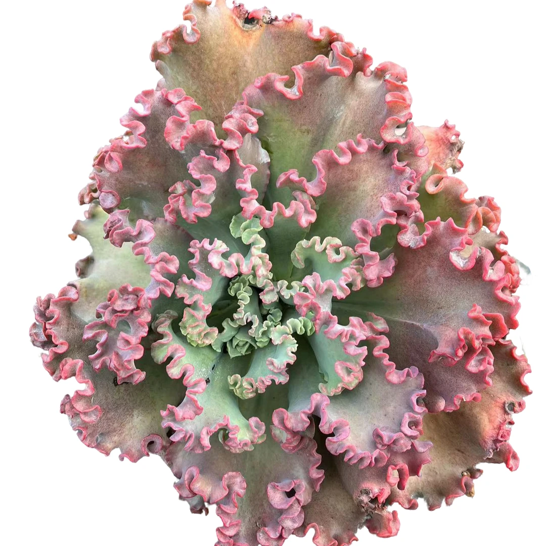 精品多肉 女王花笠