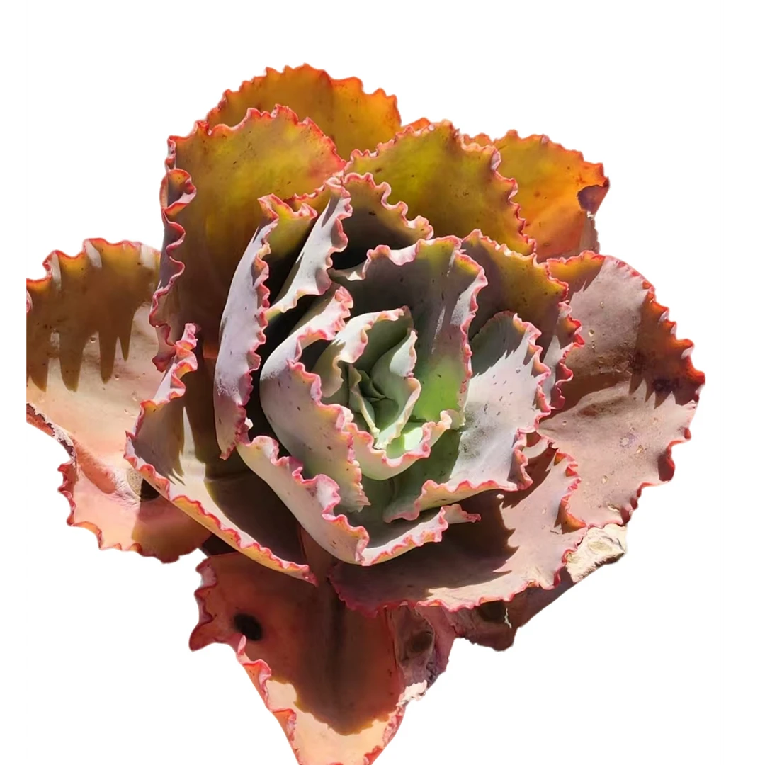 精品多肉蓝色妖姬