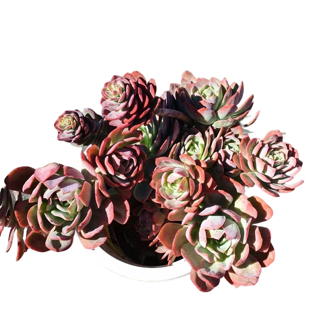 精品多肉  大绮罗