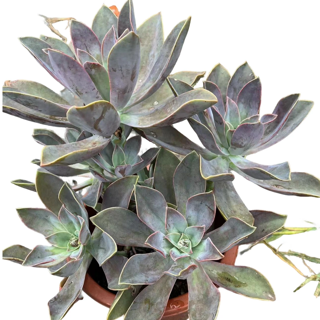 精品多肉太妃糖 【好看好养】