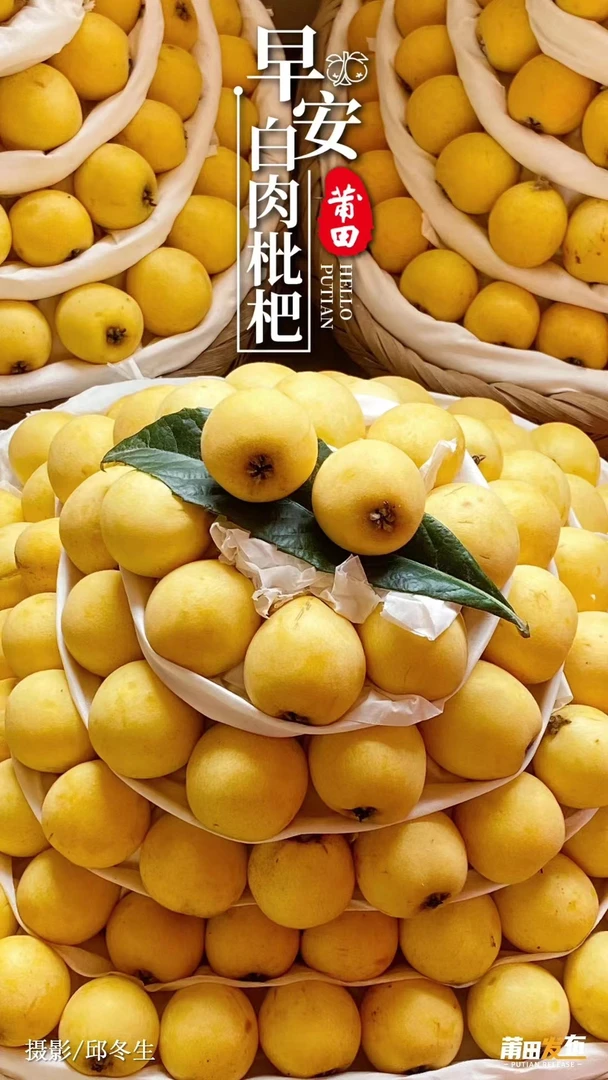 正宗莆田白枇杷果大多汁新鲜果子现采现发[孕妇儿童琵琶水果】